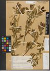 Foto von Salix triandra subsp. triandra L.
